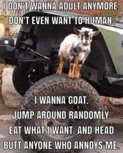 cognitive habits make it hard to goat
